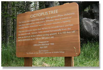Octopus-Tree- Friends of Cape Meares Lighthouse & Wildlife Refuge
